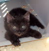 MIdnite and Mittens