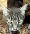 MIdnite and Mittens