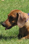 Maple (Ritzy)