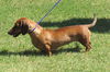 Maple (Ritzy)