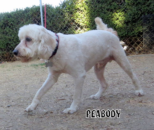 Peabody