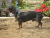 MoJo (Ritzy)