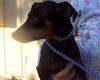 Roscoe