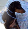 Roscoe