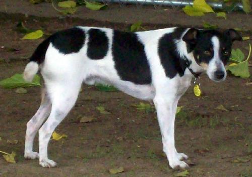 Bruno (Ritzy)
