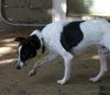Bruno (Ritzy)