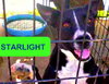 Starlight