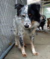 Shiloh