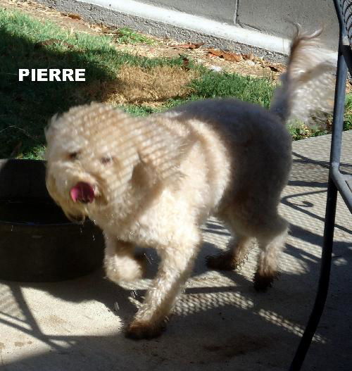 Pierre (Ritzy)