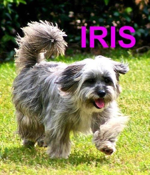 Iris (Ritzy)