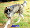 Jake (Ritzy)