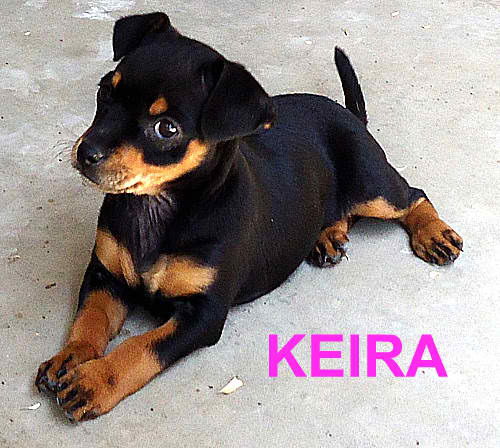 Keira (Puppy)