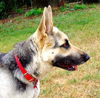 AnnaBelle( Ritzy)