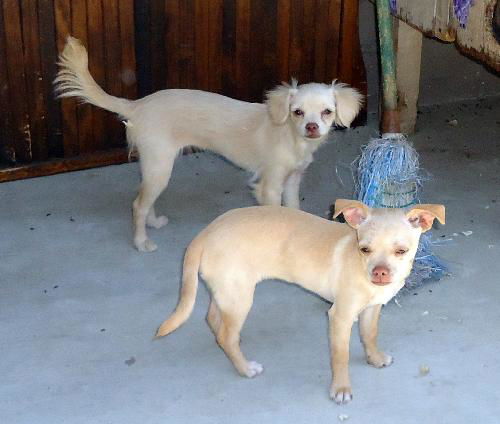 Petunia and Pinky (Puppy)