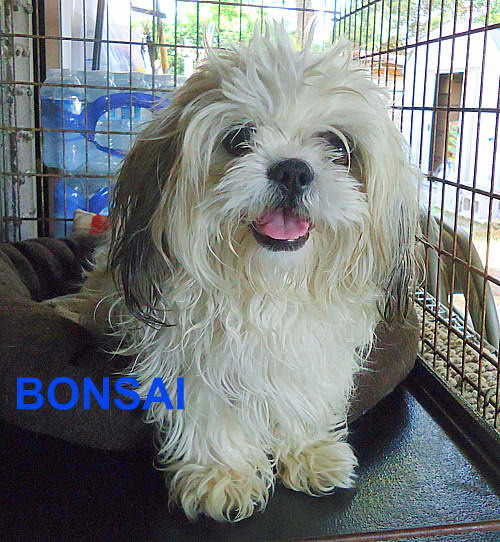 Bonsai (Ritzy)