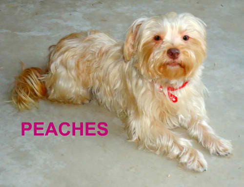 Peaches (Ritzy)