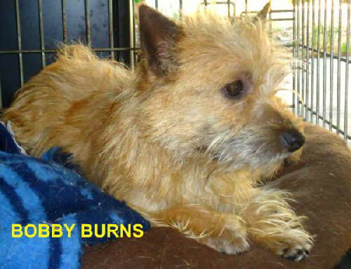 Bobby Burns (Ritzy)