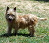 Bobby Burns (Ritzy)