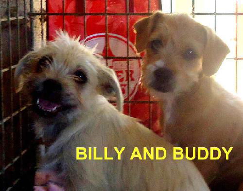 Billy and Buddy Boop