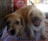 Billy and Buddy Boop