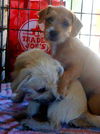 Billy and Buddy Boop