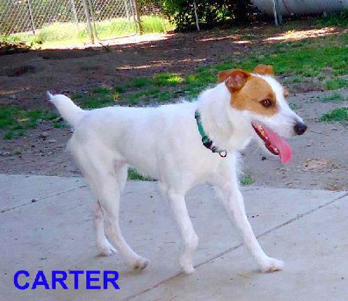 Carter (Ritzy)