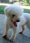 Ariel (Ritzy)