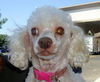 Ariel (Ritzy)