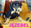 Jezebel (Puppy)