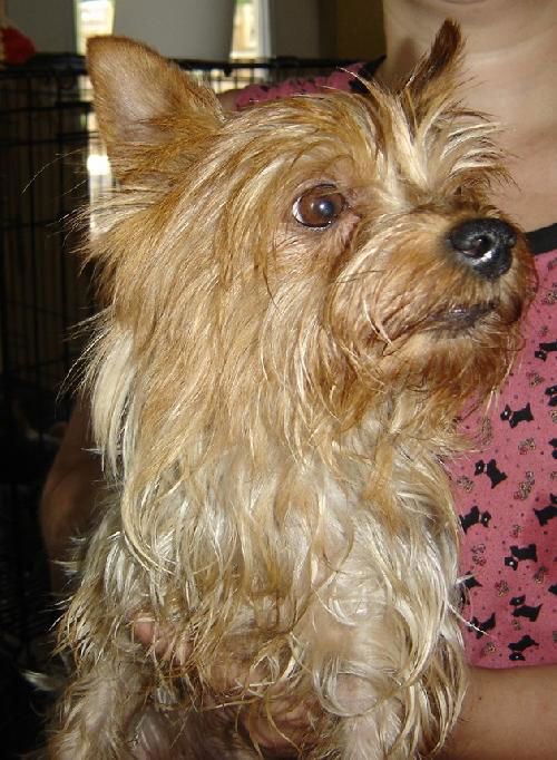 Mitzie (Ritzy)
