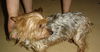 Mitzie (Ritzy)
