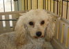 Sweet Pea (Ritzy)