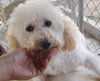 Sweet Pea (Ritzy)