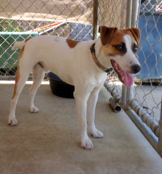Buckeye (Ritzy)