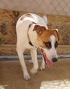 Buckeye (Ritzy)