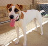 Buckeye (Ritzy)