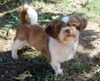 Annie (Ritzy)