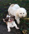 Annie (Ritzy)