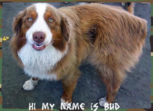 Bud (Ritzy)