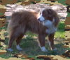 Bud (Ritzy)