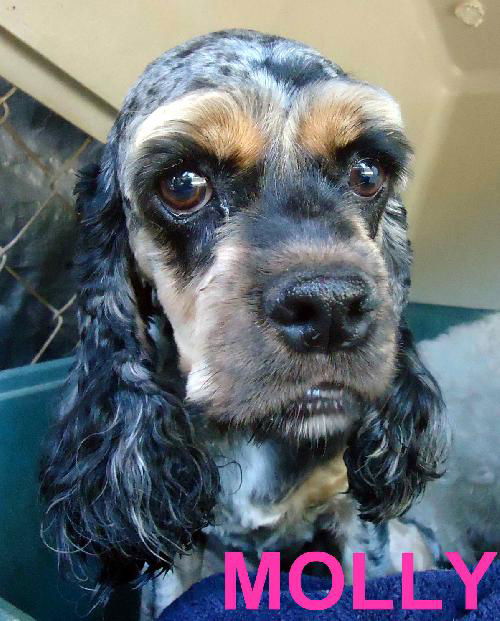 Molly (Ritzy)