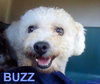 Buzz (Ritzy)