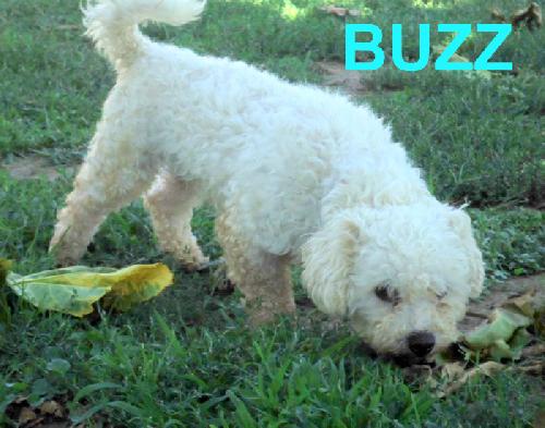 Buzz (Ritzy)