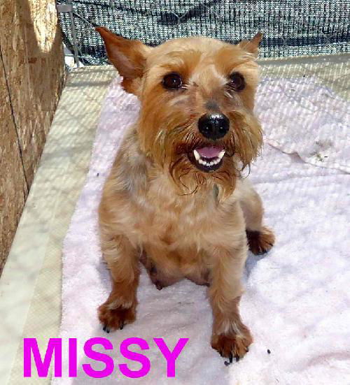 Missy (Ritzy)