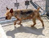 Missy (Ritzy)