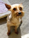 Missy (Ritzy)
