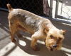 Missy (Ritzy)