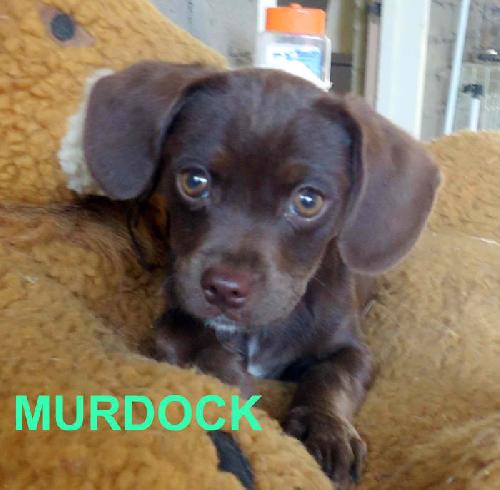 Murdock (Puppy)