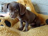 Murdock (Puppy)