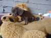 Murdock (Puppy)